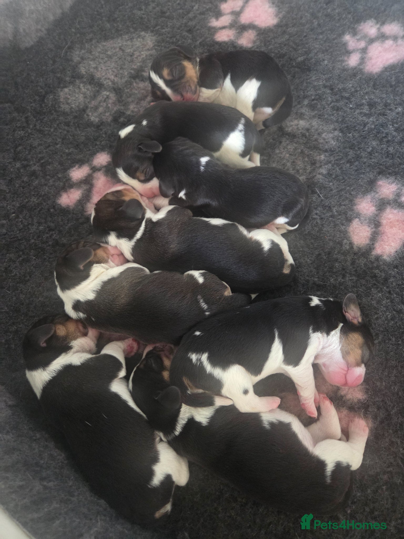Beagle dogs Kc registered beagle puppies 🐶  - Advert 1