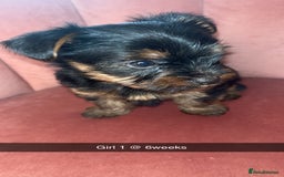 Yorkshire Terrier dogs for sale: Yorkshire terrier  **   - Advert 15