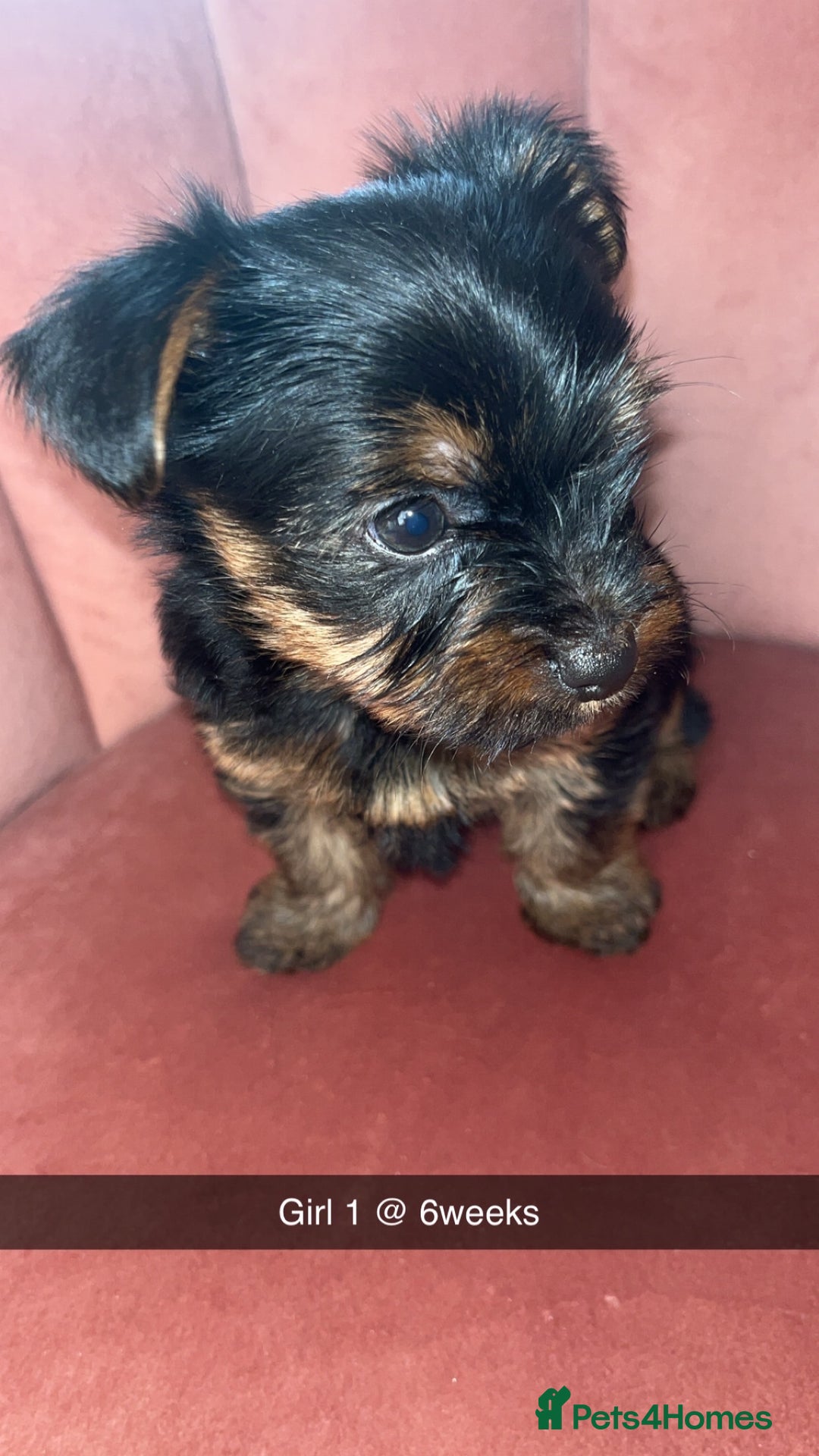Yorkshire Terrier dogs for sale: Yorkshire terrier  **   - Advert 15