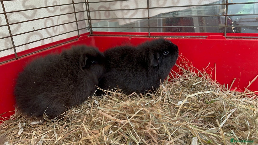 Guinea Pig rodents for sale: Handsome Swiss boars  - Image 1