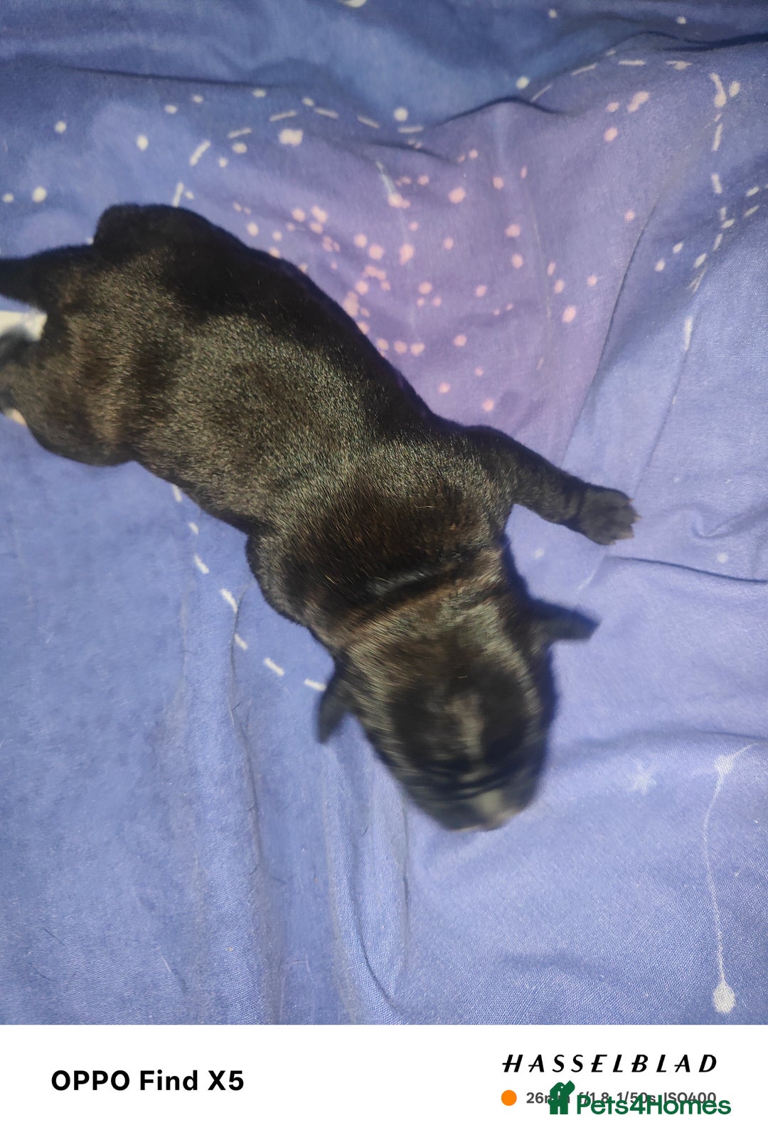 Staffordshire Bull Terrier dogs for sale: 1 female Staffordshire bull terrier puppy - Advert 4