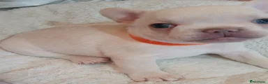 Orange collar male