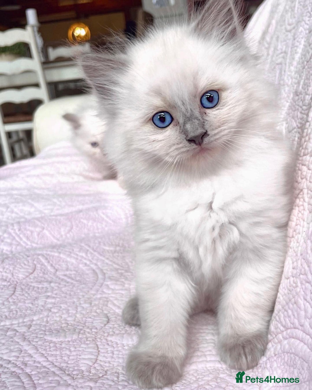 Ragdoll cats for sale: Beautiful Ragdoll Kittens - Image 3