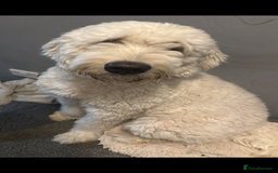 Goldendoodle dogs for stud: 2nd Generation Goldendoodle - Image 2