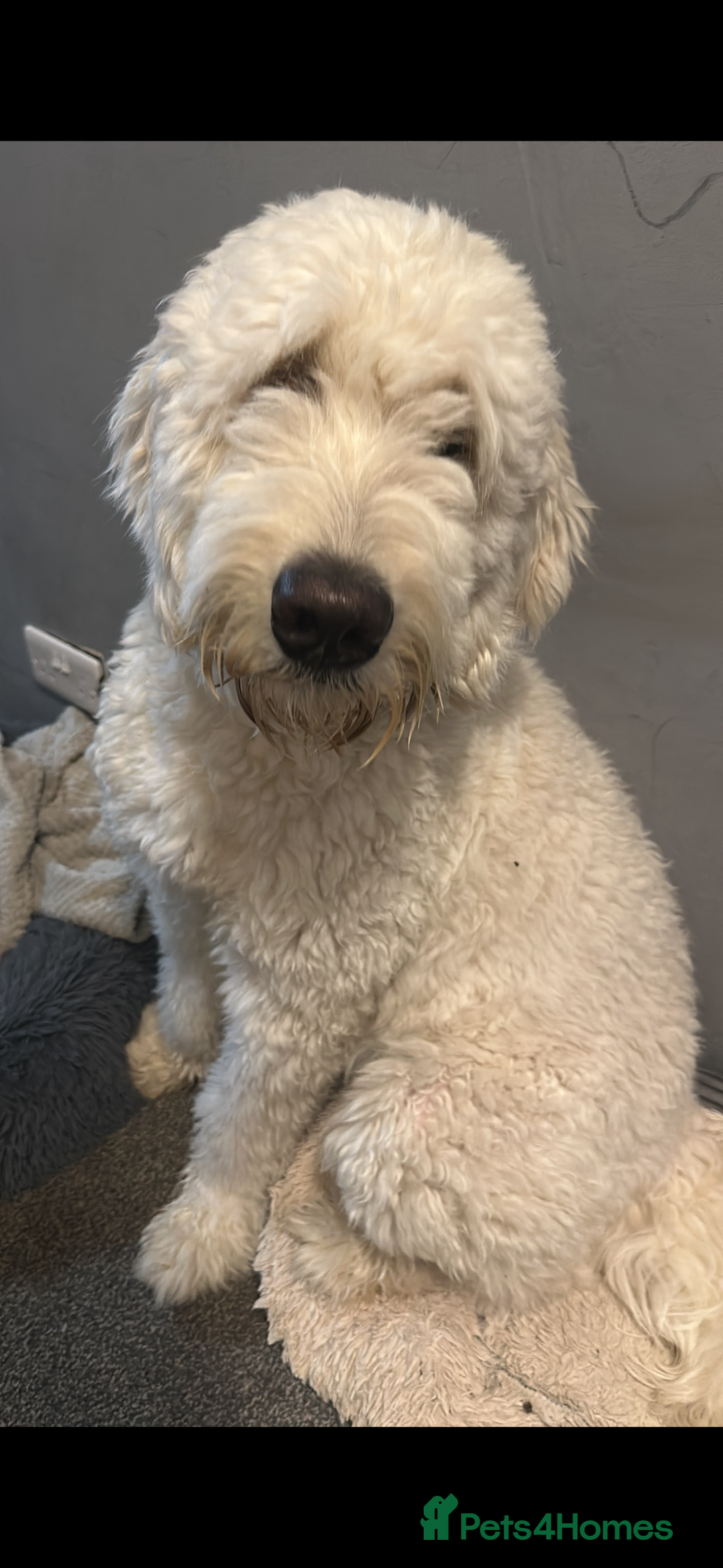 Goldendoodle dogs for stud: 2nd Generation Goldendoodle - Image 2