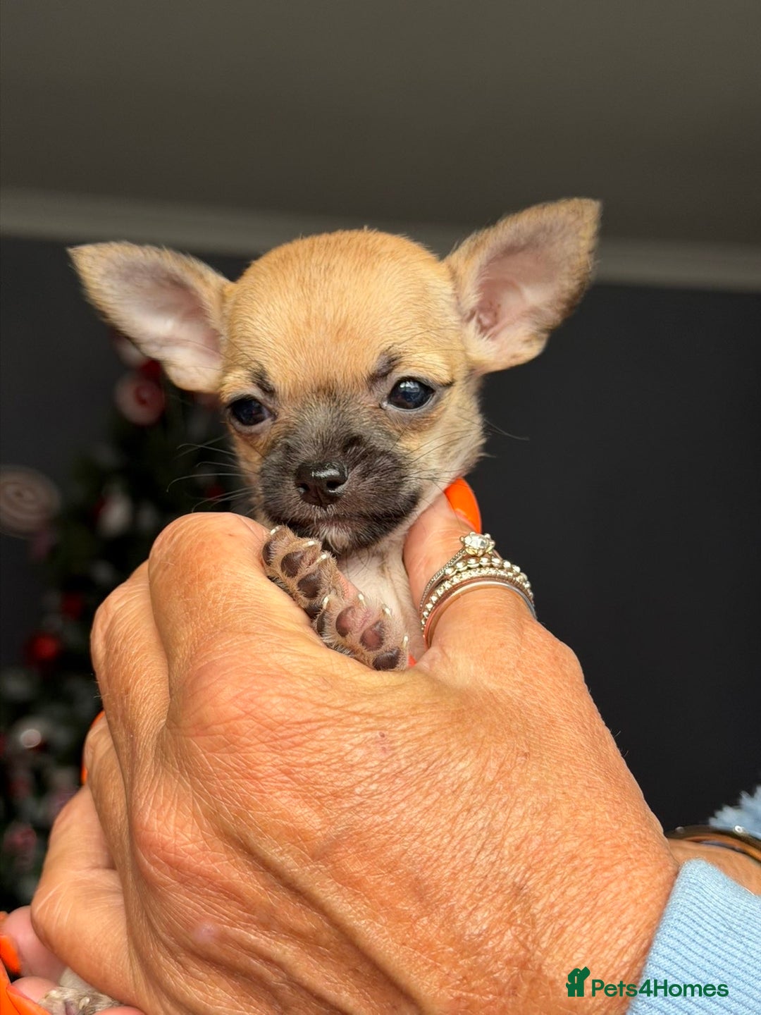 Chihuahua dogs for sale: Extremely tiny chihuahua female 0.4kg  - Advert 3
