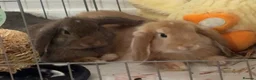 Mini Lop rabbits for sale: 2 beautiful Mini Lop Boys - Advert 2