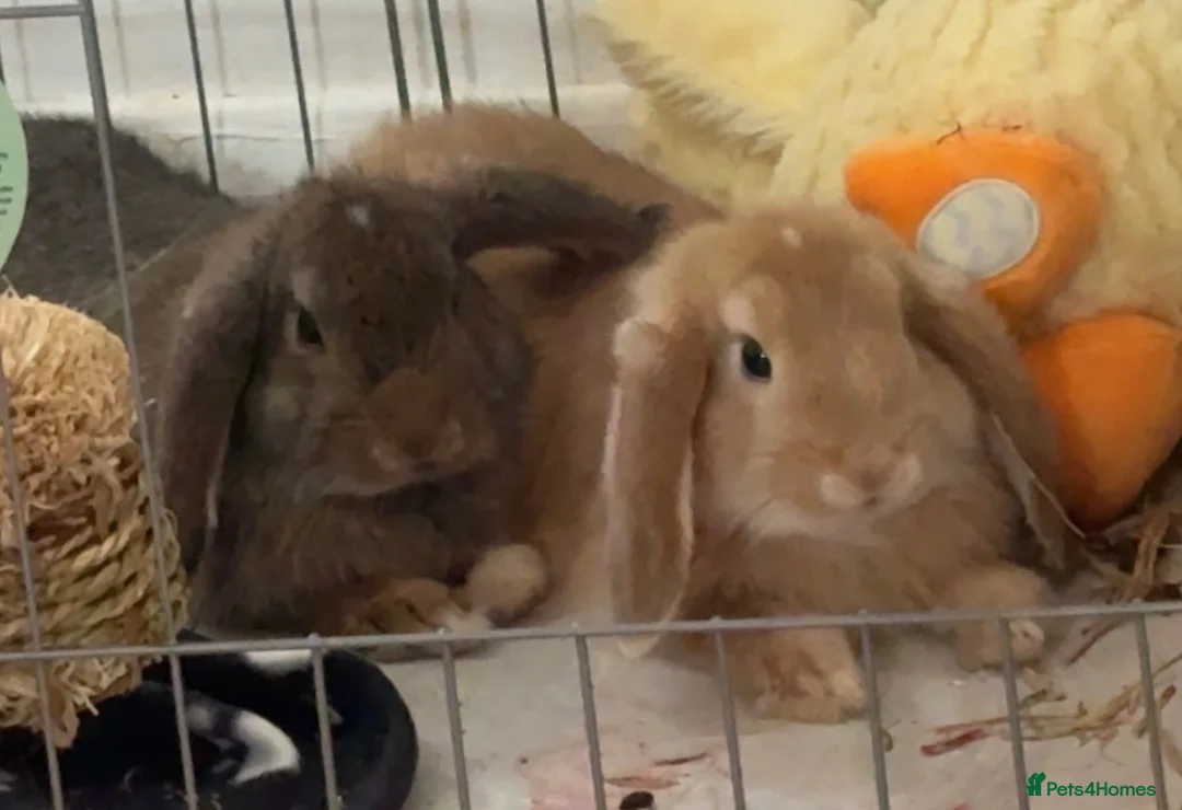 Mini Lop rabbits for sale: 2 beautiful Mini Lop Boys - Advert 2