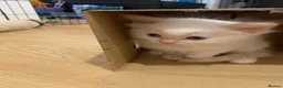 Ragdoll cats for sale: 🐾 Six Adorable Purebred Ragdoll Kittens 🐾 - Advert 22