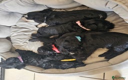 Miniature Schnauzer dogs for sale: Stunning KC Reg Mini Schnauzer - Image 4