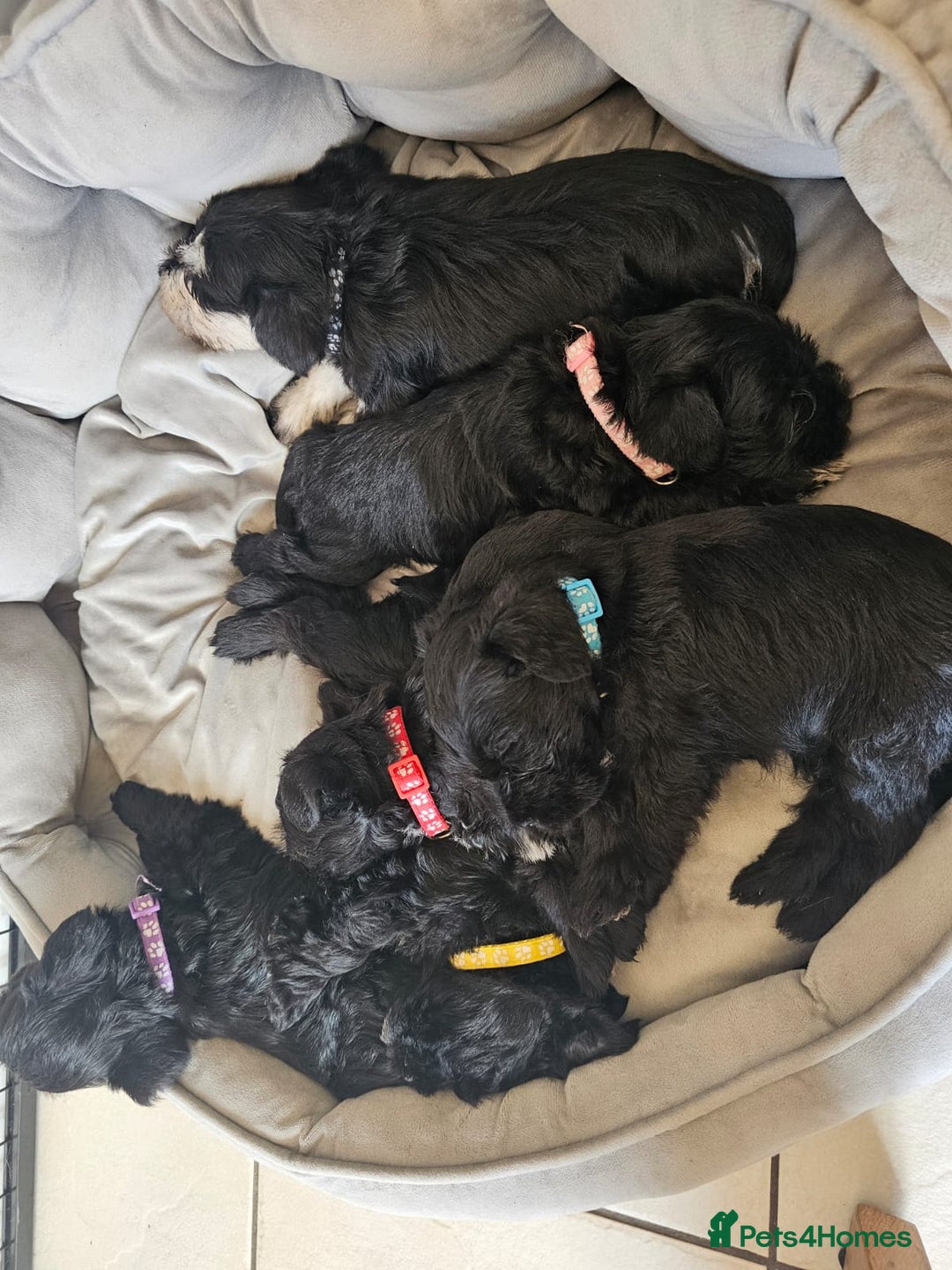 Miniature Schnauzer dogs for sale: Stunning KC Reg Mini Schnauzer - Image 4
