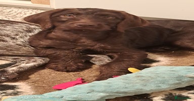 Mixed Breed dogs in Cumnock - Advert 2