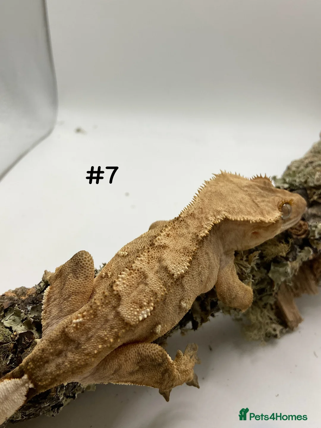 Gecko reptiles for sale: Adult and Juvenile Crested Geckos - Advert 23