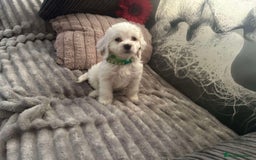 Cockapoo dogs for sale: Last pure white cockapoo  in Barnsley - Image 16