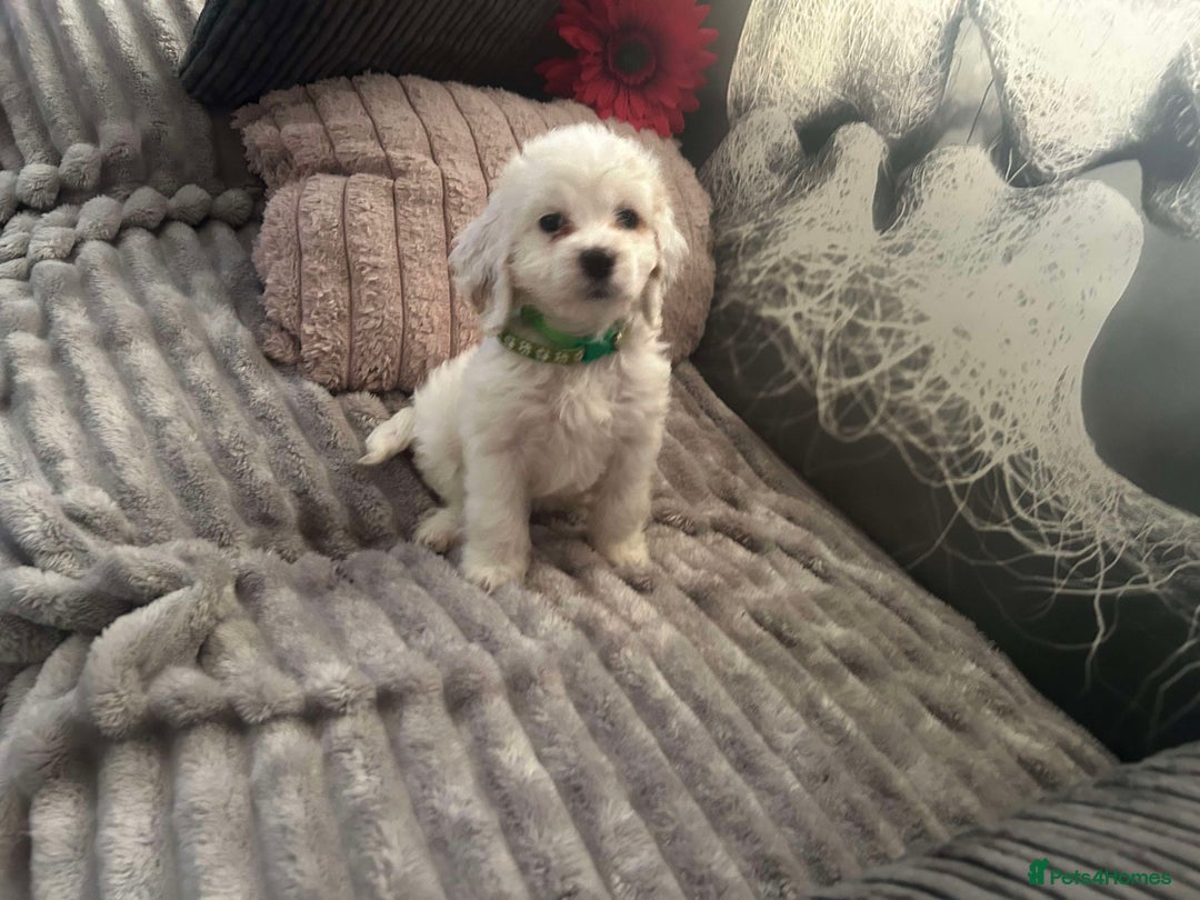 Cockapoo dogs for sale: Last pure white cockapoo  in Barnsley - Image 16