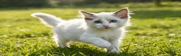 Ragdoll cats for sale: RAGDOLLS GIRL SEAL POINT BICOLOUR BLUE EYES  - Advert 5