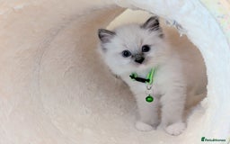 Ragdoll cats for sale: 🏆 🐾 Tica Registered EU Ragdoll Kittens 🐈 🏆 - Image 8