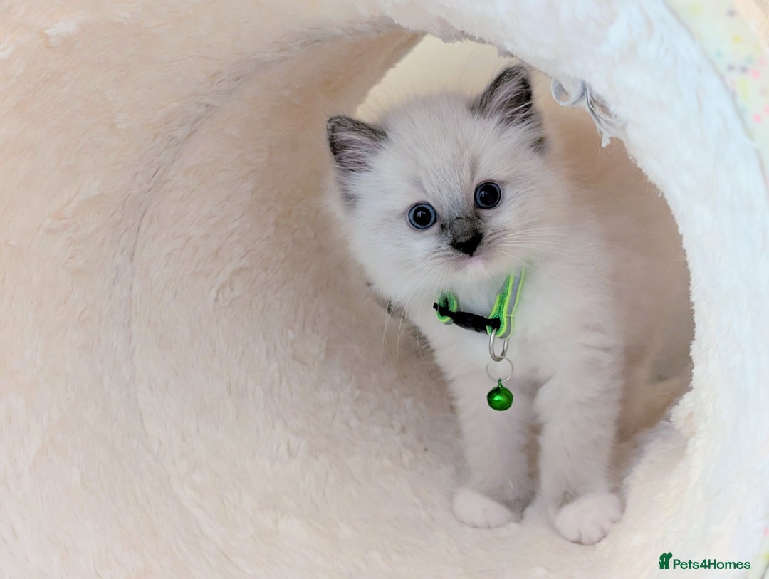 Ragdoll cats for sale: 🏆 🐾 Tica Registered EU Ragdoll Kittens 🐈 🏆 - Image 8