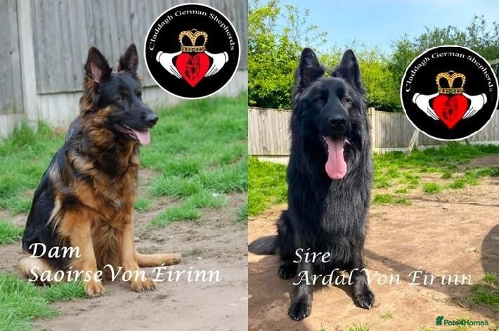 German Shepherd dogs ONLY 3 AMAZING GIRLS LEFT  - Advert 1
