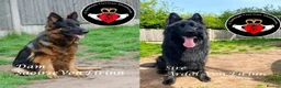 German Shepherd dogs for sale: ONLY 4 AMAZING GIRLS LEFFT in Nottingham - Advert 17