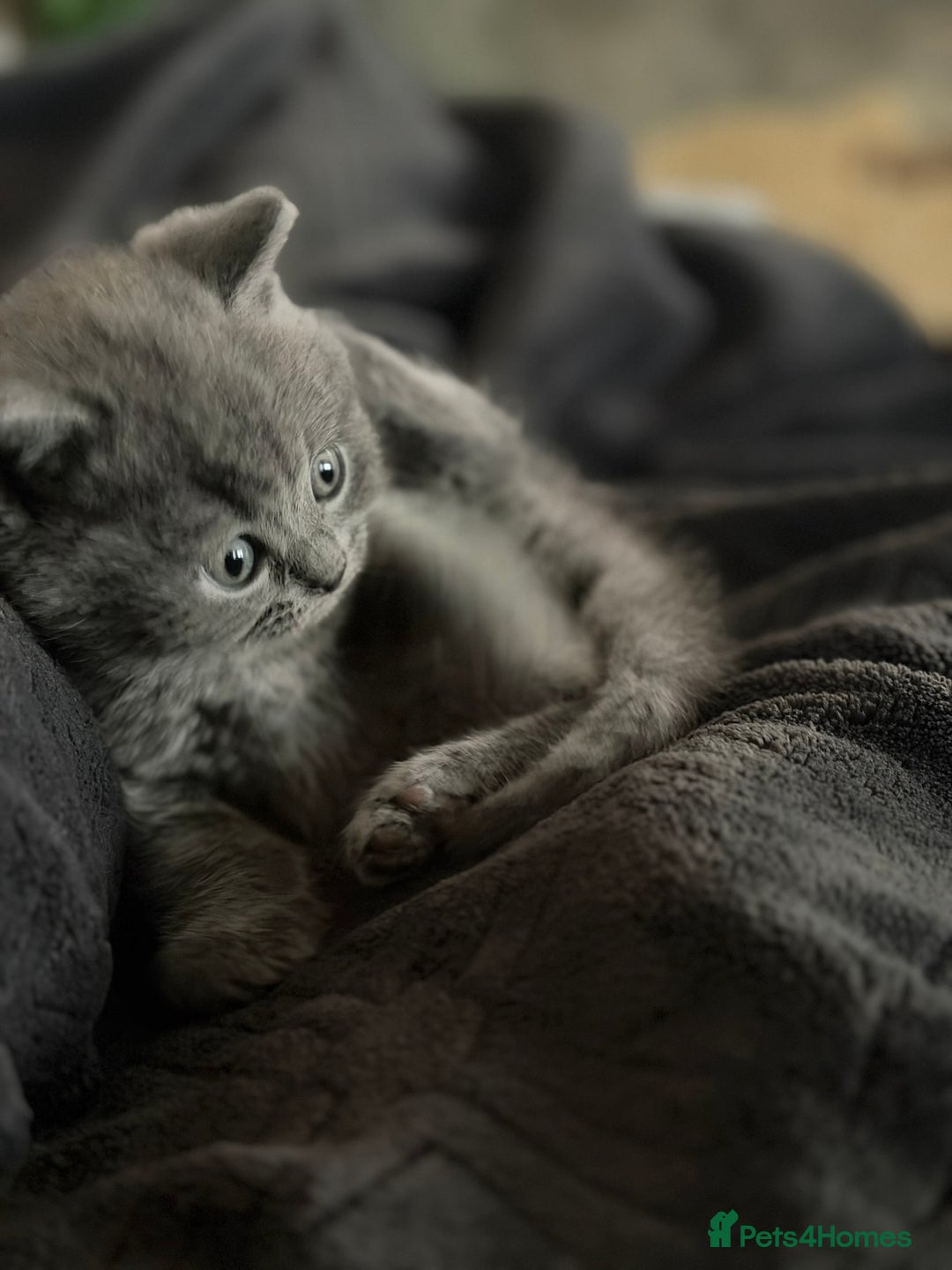 British Shorthair cats for sale: 🐾 British Shorthair × Scottish Straight Kittens - Advert 15