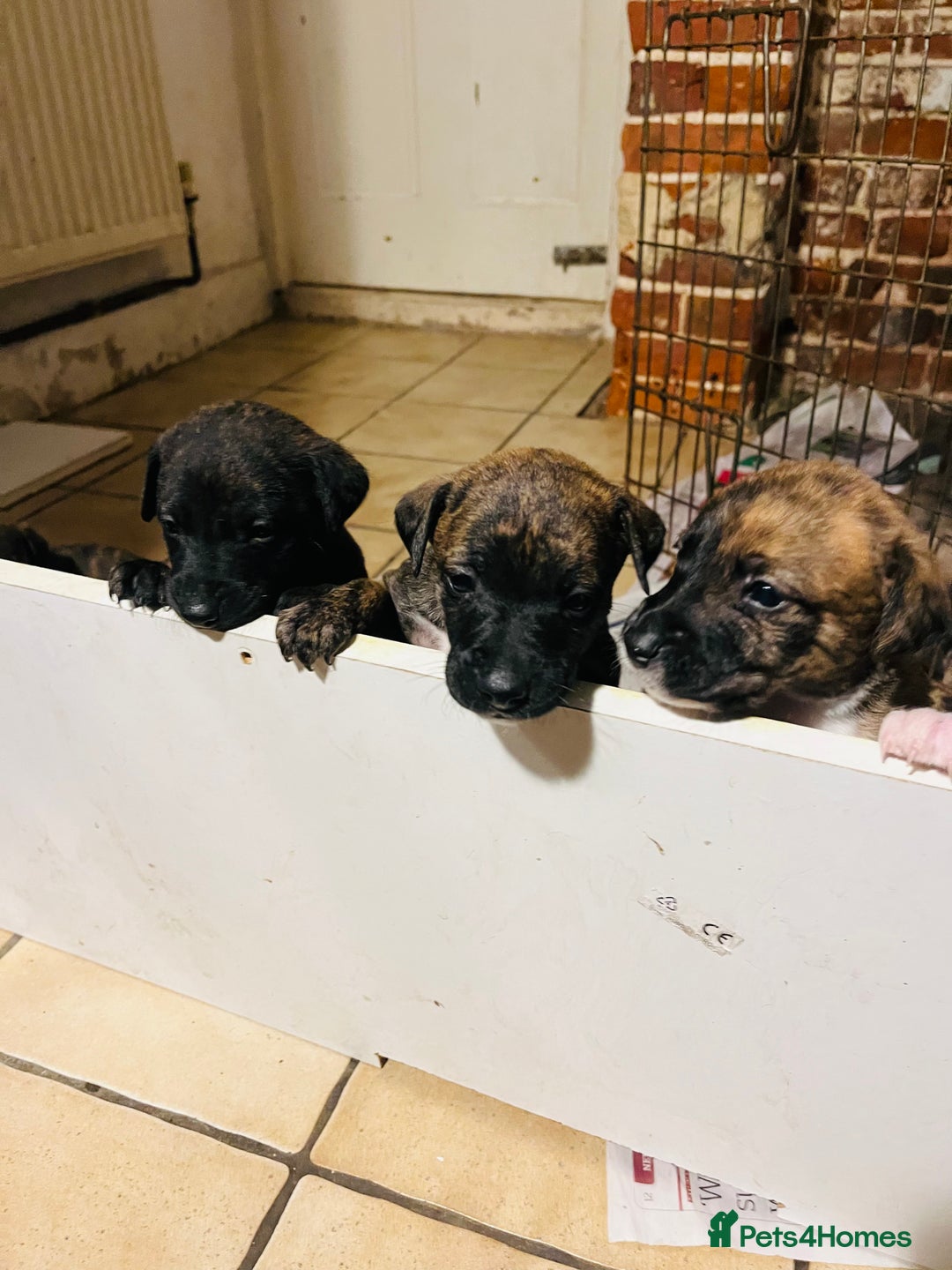 Mixed Breed dogs for sale: Beautiful Whippet X  - Image 12