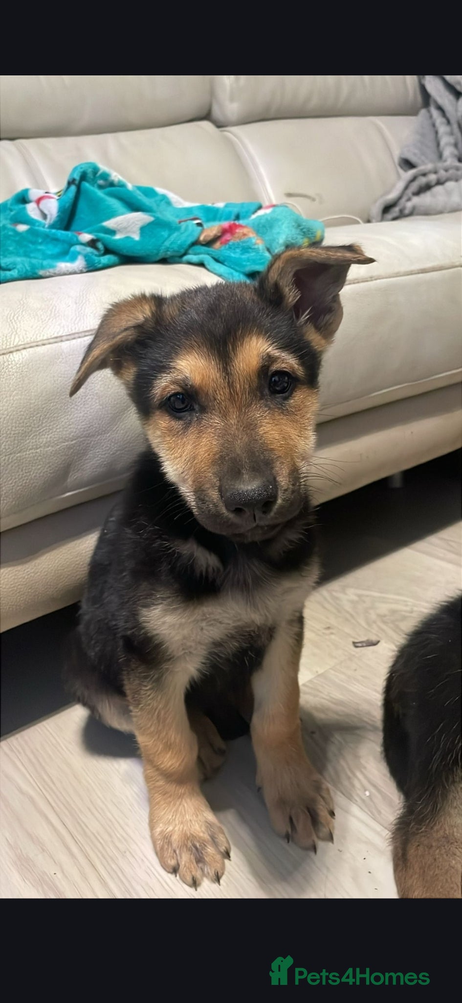 Mixed Breed dogs Doberman shepherd x german shepherd puppies  - Advert 14