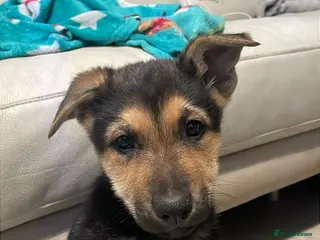 Mixed Breed dogs Doberman shepherd x german shepherd puppies - Advert 14