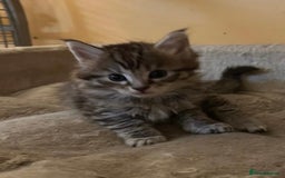 Maine Coon cats for sale: Maine coon kittens  - Image 22