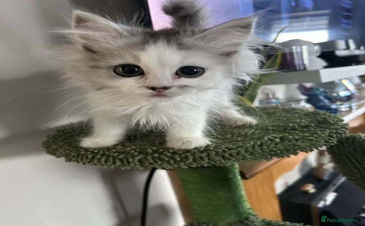 Persian cats - Advert 6