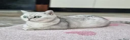 Scottish Fold cats for sale: Stuning Schottish straight Adult Cat🐈  - Advert 3