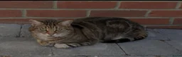 Domestic Shorthair cats for sale: Tabby Cat for sale - Advert 1