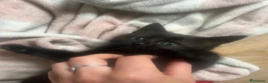 Mixed Breed Kitten 2