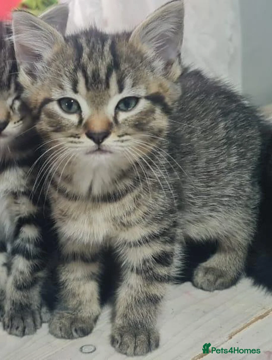 British Shorthair cats for sale: A beautiful litter of 5 kittens British Shorthair - Advert 25