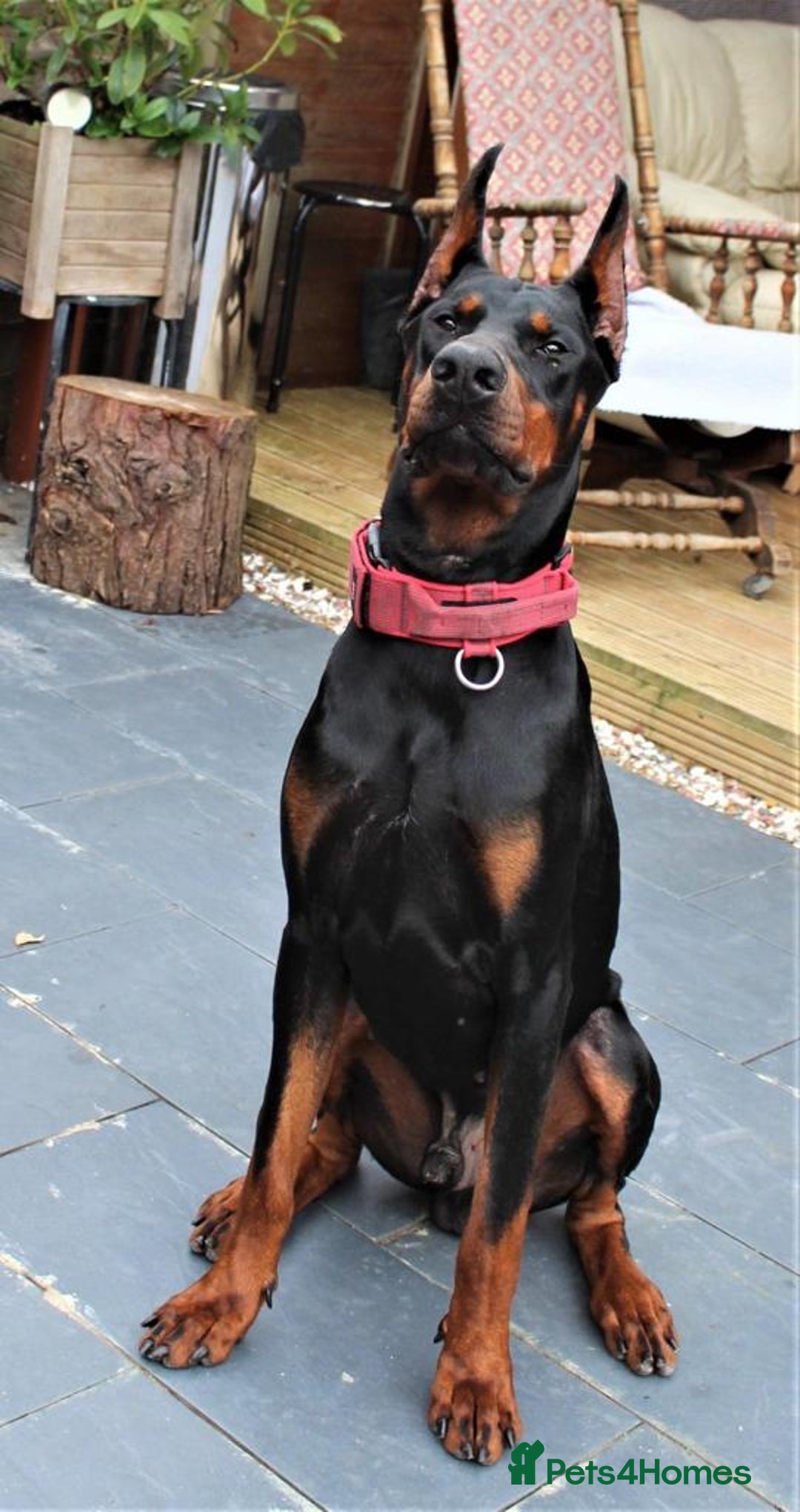 Dobermann dogs for sale: Doberman puppies  - Image 11