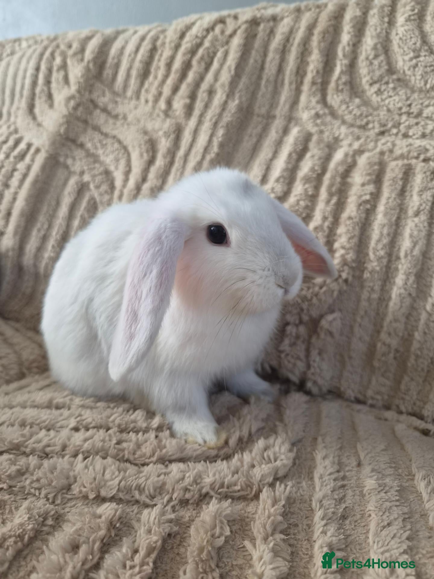 Mini Lion Lop rabbits (READY NOW) 3 LEFT - Advert 1