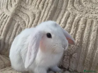 Mini Lion Lop rabbits (READY NOW) 1 LEFT - Advert 6