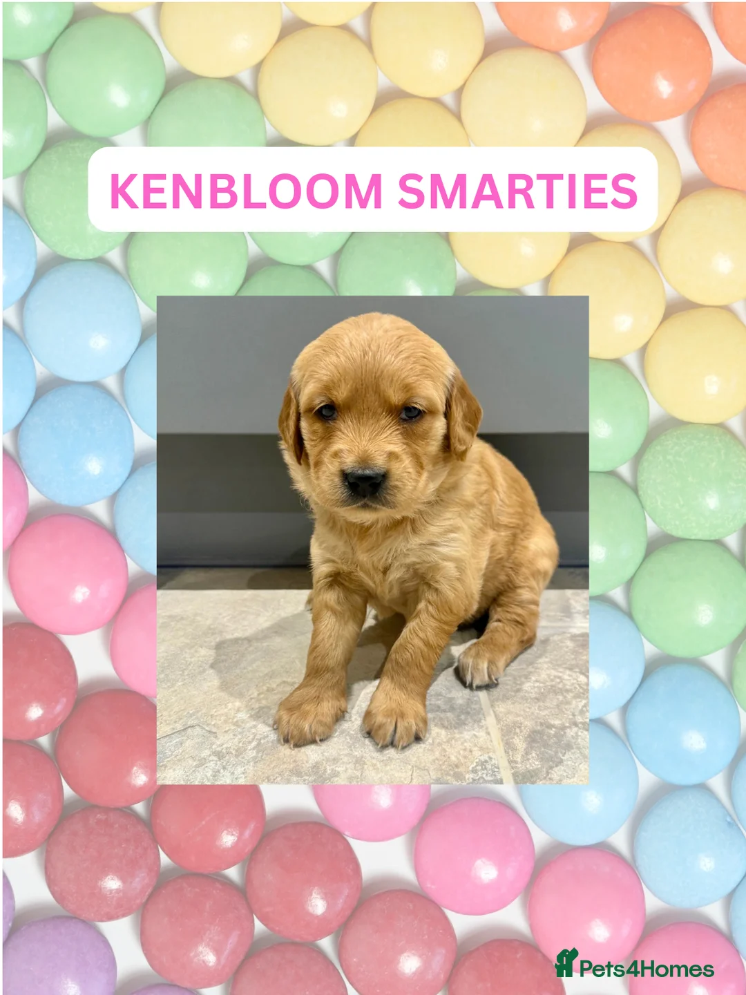 Golden Retriever dogs for sale: KC Dark Golden Retrievers 🧬 Health Tested Parents - Advert 10