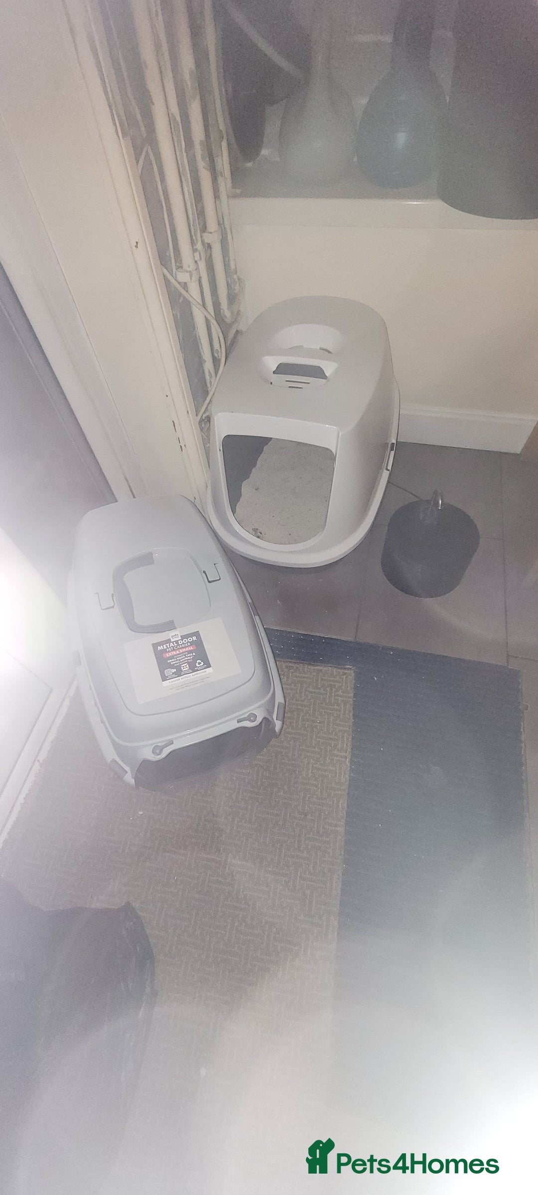 Bombay cats for sale: 16 week kitten - Advert 3