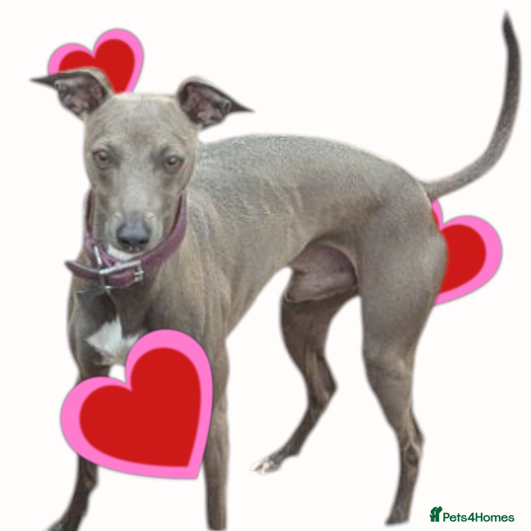 Italian Greyhound dogs for stud: Italian greyhound stud dog (proven) in Leeds - Advert 12