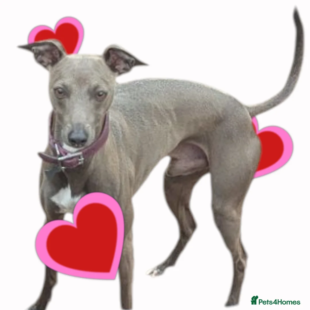 Italian Greyhound dogs for stud: Italian greyhound stud dog (proven) in Leeds - Advert 12