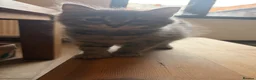 Siberian cats for sale: Two Siberian girls!! - Advert 10