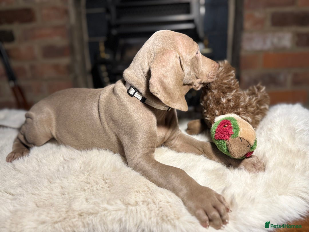 Weimaraner dogs for sale: ✨READY NOW✨ LAST FEW GIRLS✨ KC Reg Pups  ✨ - Advert 23