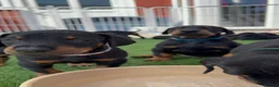 Dobermann dogs for sale: Fully health tested, champion lines - Advert 10