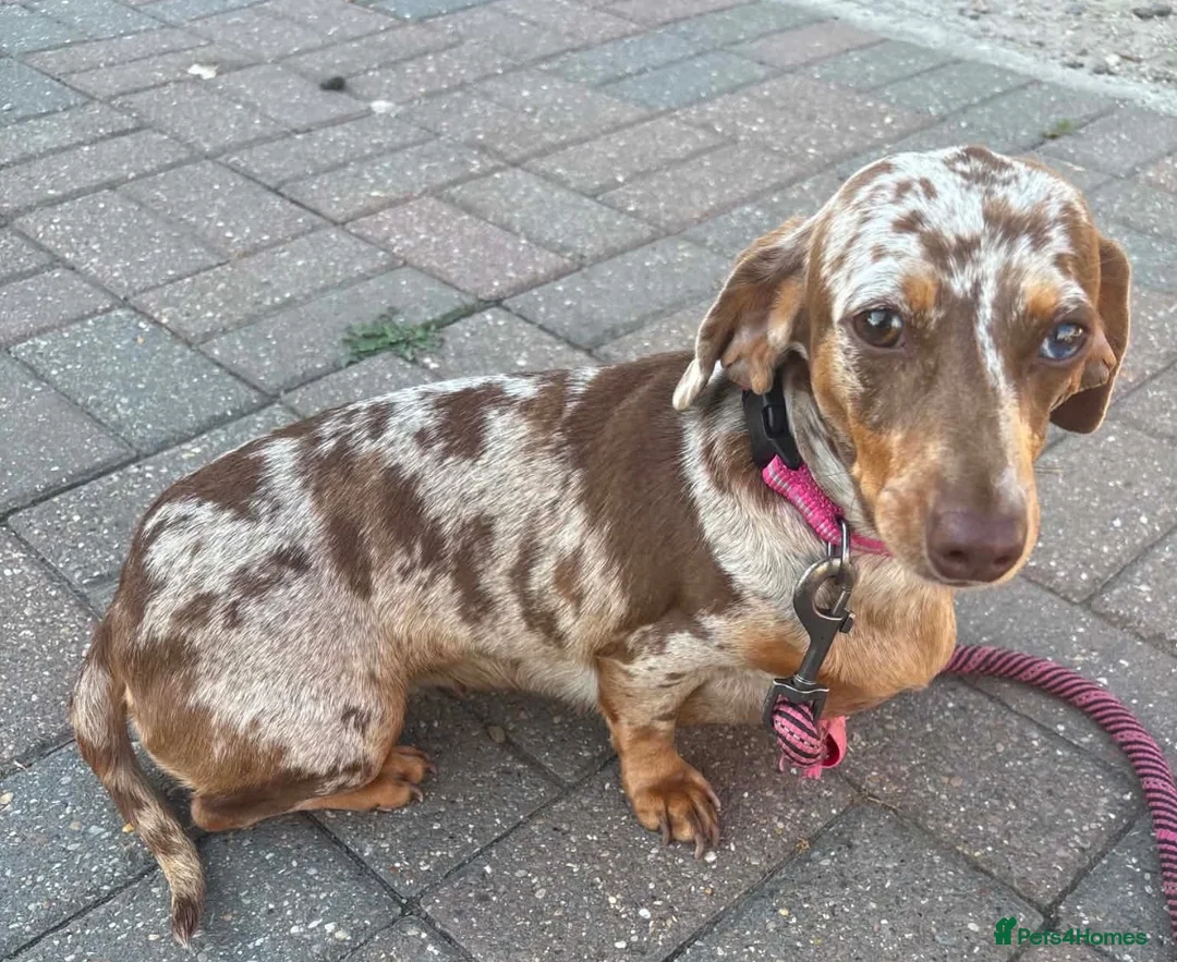 Dachshund dogs for sale: Dapple female  - Advert 2