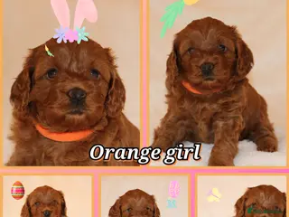 Cavapoo dogs Cavapoo 🐶 - Advert 6