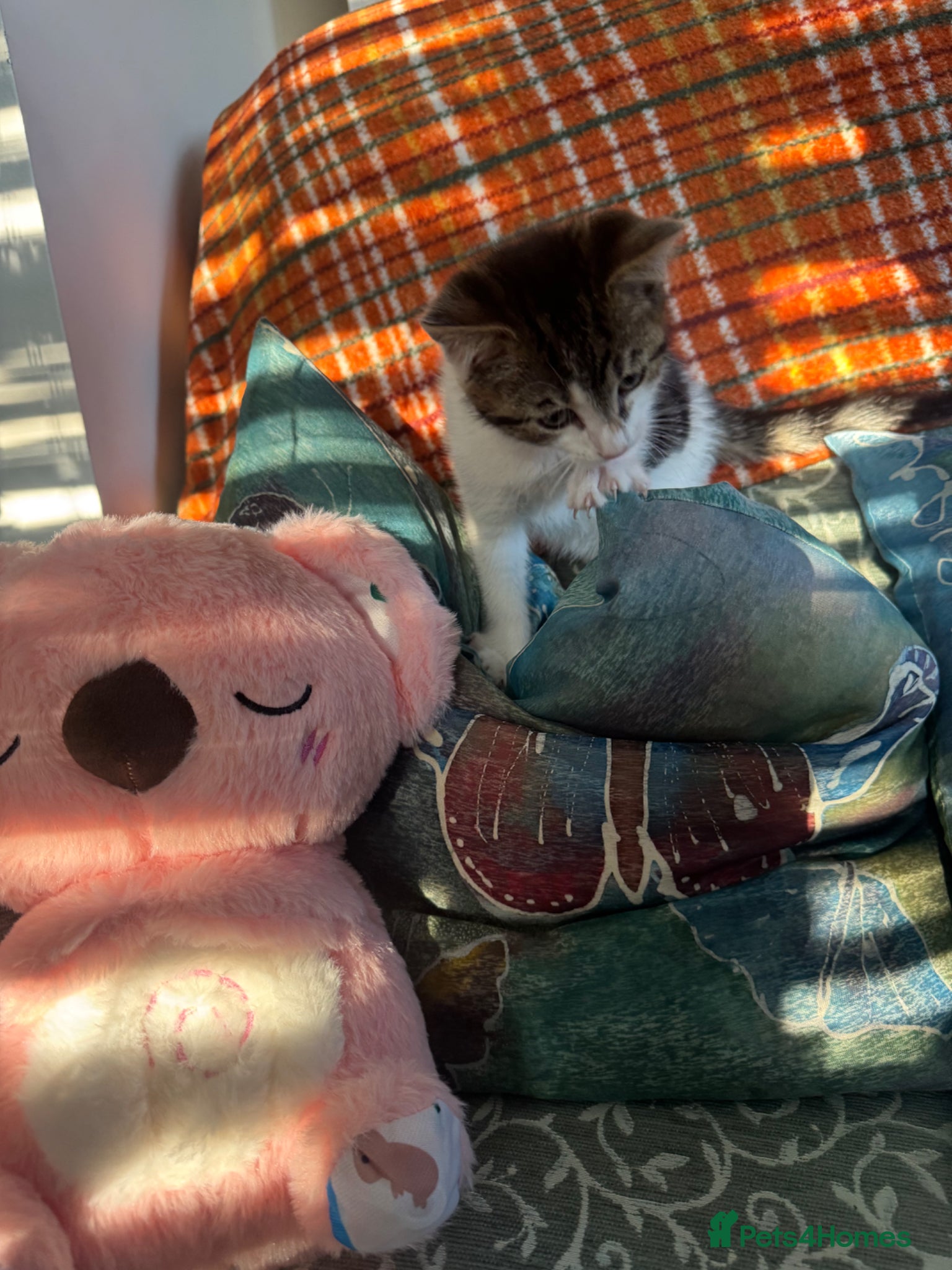 Mixed Breed cats Female Kitten - 9 weeks old  - Advert 1