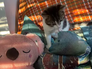 Mixed Breed cats Female Kitten - 9 weeks old - Advert 16