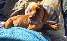 Hungarian Vizsla dogs for sale: Beautiful Hungarian Vizsla Puppies  in Sheerness - Image 20