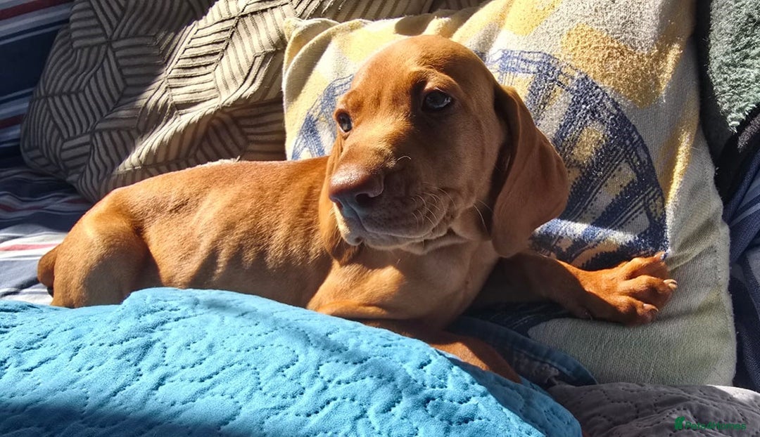 Hungarian Vizsla dogs for sale: Beautiful Hungarian Vizsla Puppies  in Sheerness - Image 20